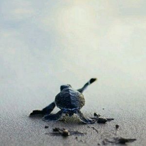 Meet your Posher, Shirley